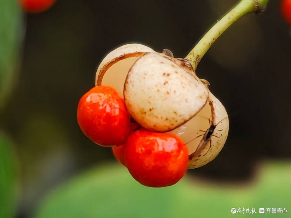 熟透的冬青红果,样子很诱人_果实_玉带_绿化