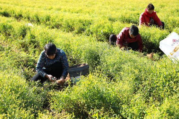 河北邢台高新区:柴胡种植成致富"良药"
