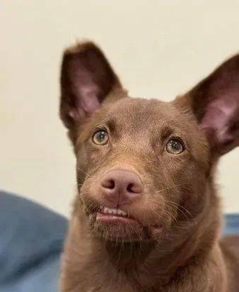 忘了把牙齿收好,萌汪"憨露小白牙"表情超呆,好适合做表情包!