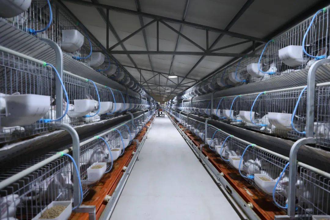 惠水:肉兔养殖 让产业兔飞猛进