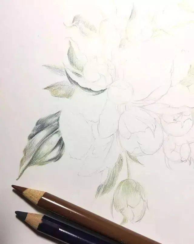 彩铅手绘花朵丨如何画彩铅山茶花?一步一步图解_白色_叶子_step