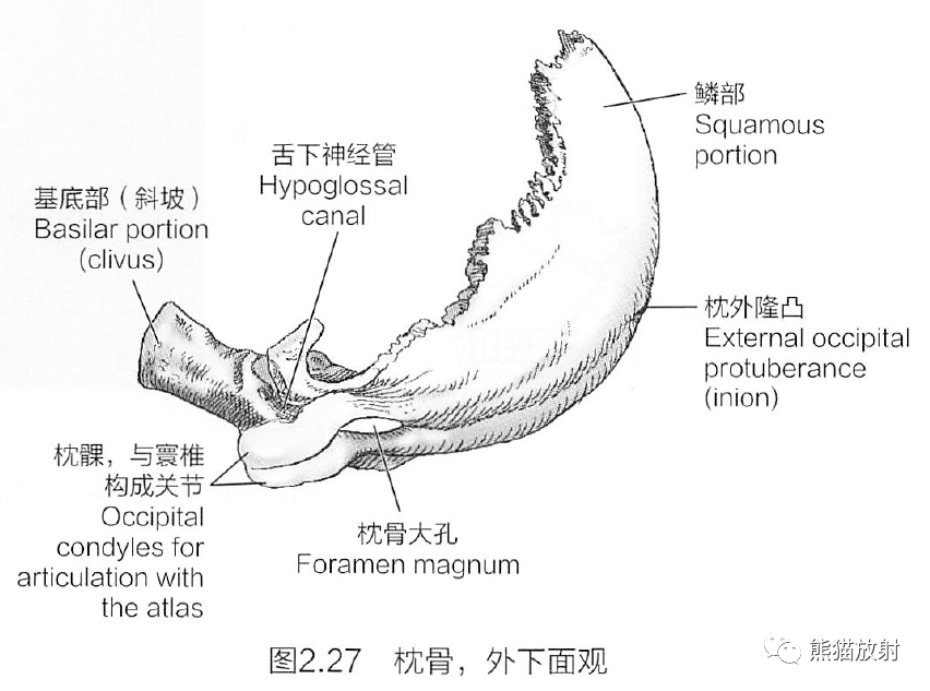 蝶骨的解剖图图片