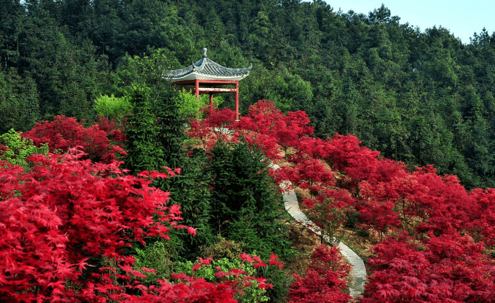 重庆巴南旅游景点红枫图片