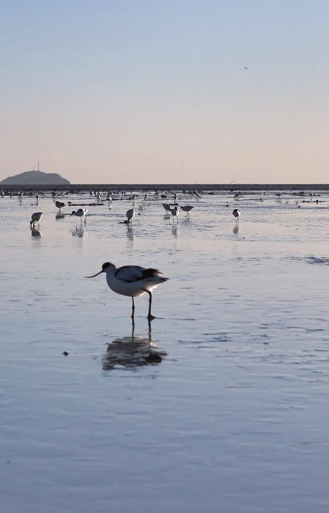 赣榆区沿海湿地觅食国家保护珍稀鸟类反嘴鹬赣榆沿海湿地迎来数万只