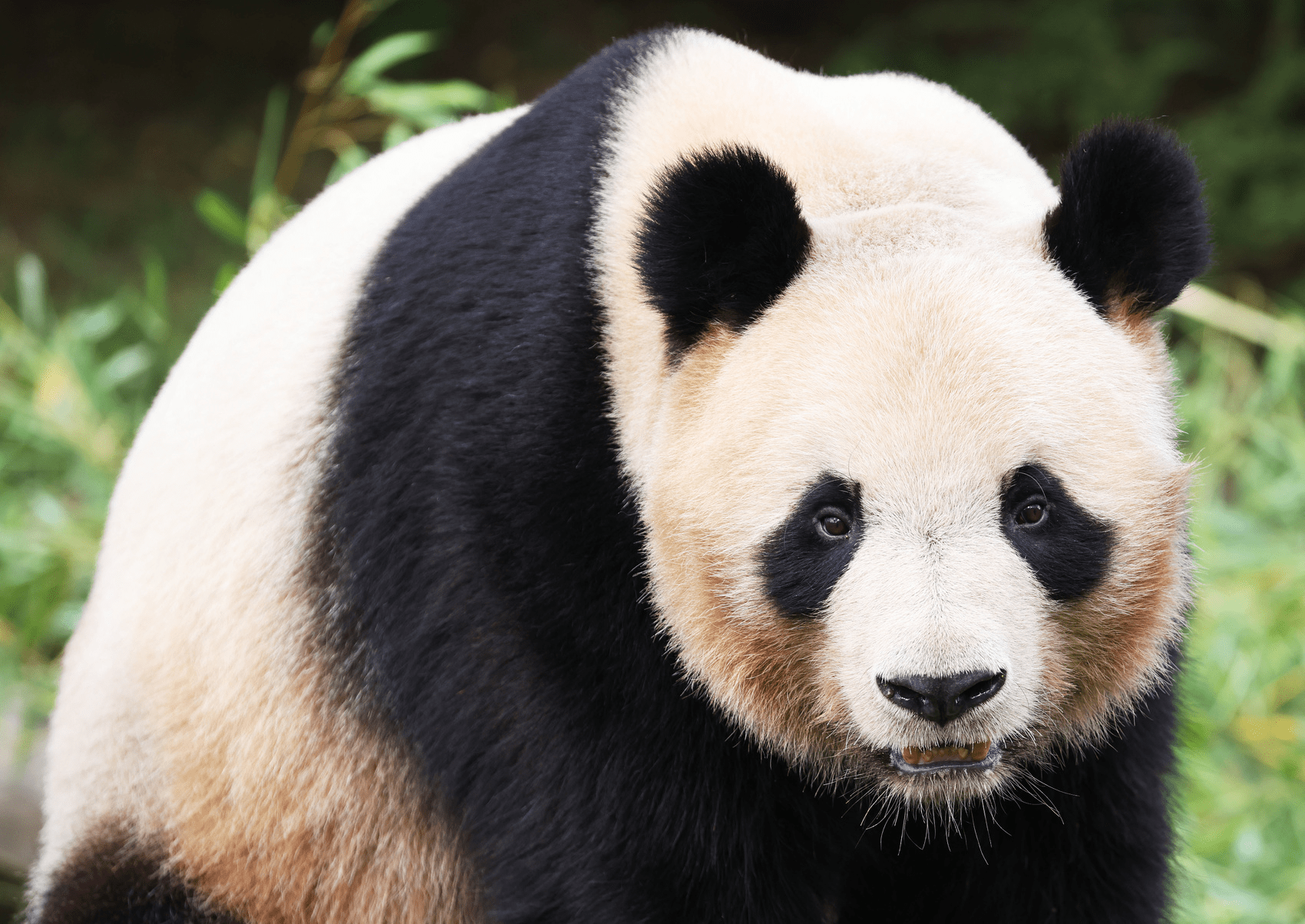 英国唯一一对大熊猫12月回国!什么样的大熊猫能留洋?为何要"返乡"?