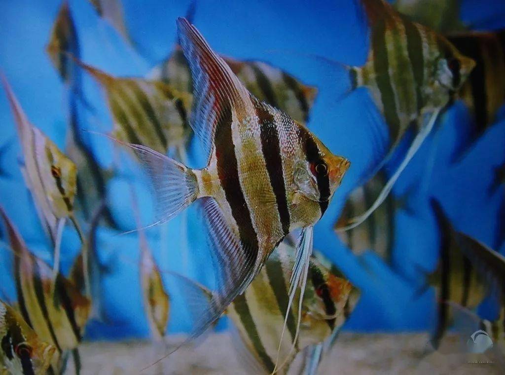 gzfish分享的埃及和红背埃及第五个作品来源 北京七彩在线第四个作品