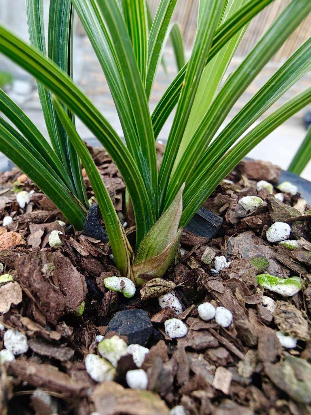 兰花病害的识别与防治:真菌性,细菌性和病毒性病害的应对方法_传播