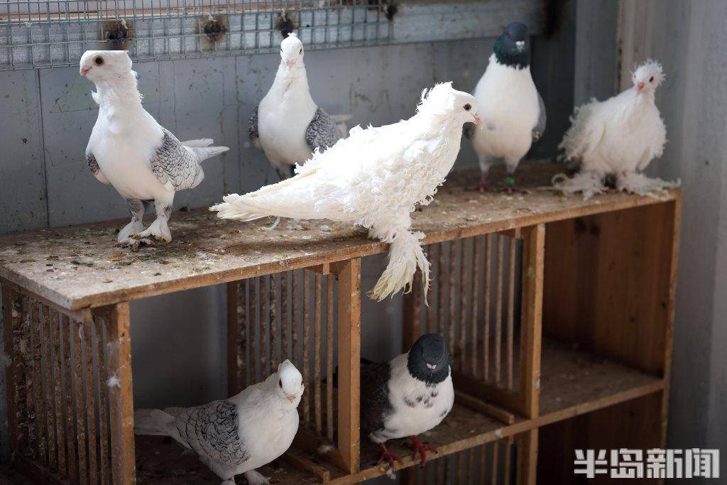 这些鸽子你见过吗?