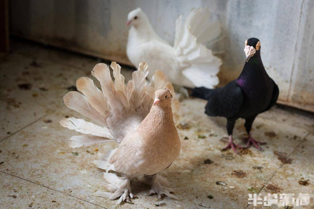 这些鸽子你见过吗?