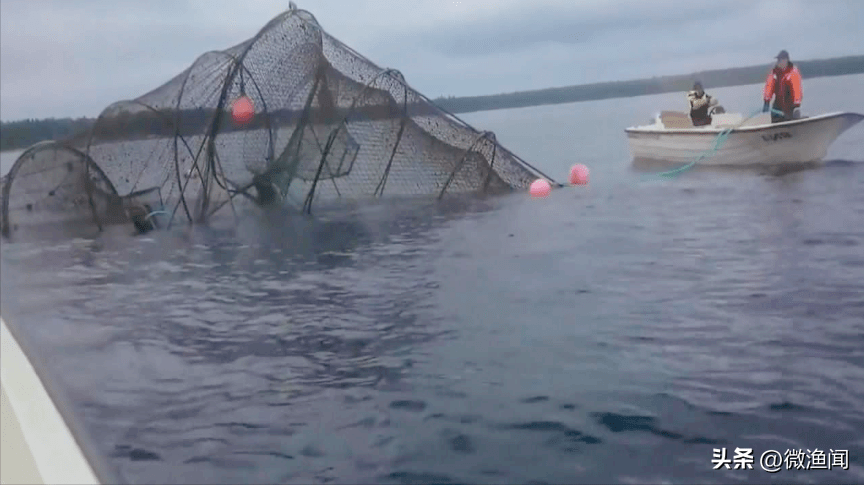 网络图片其次,当地称使用地笼捕鱼的目的,是为了避免一些生命周期较短