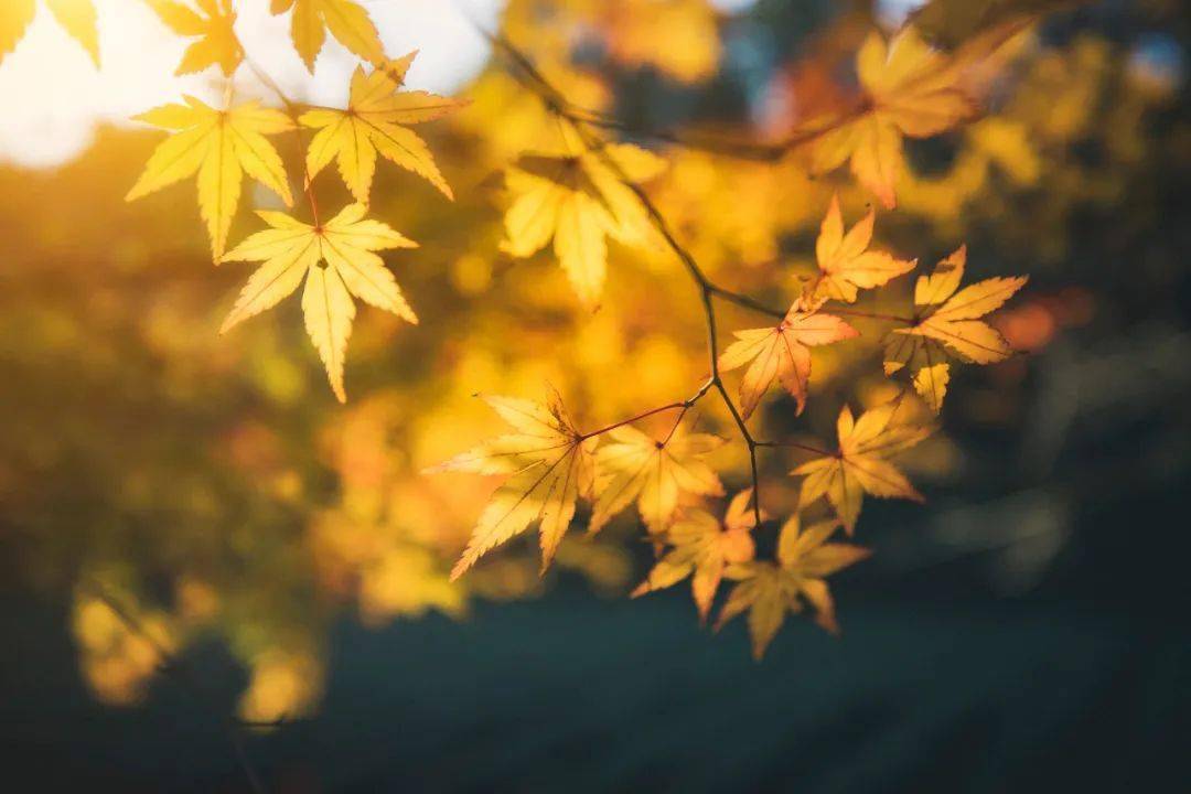 走進秋深處_紅葉_時光_夕陽餘暉