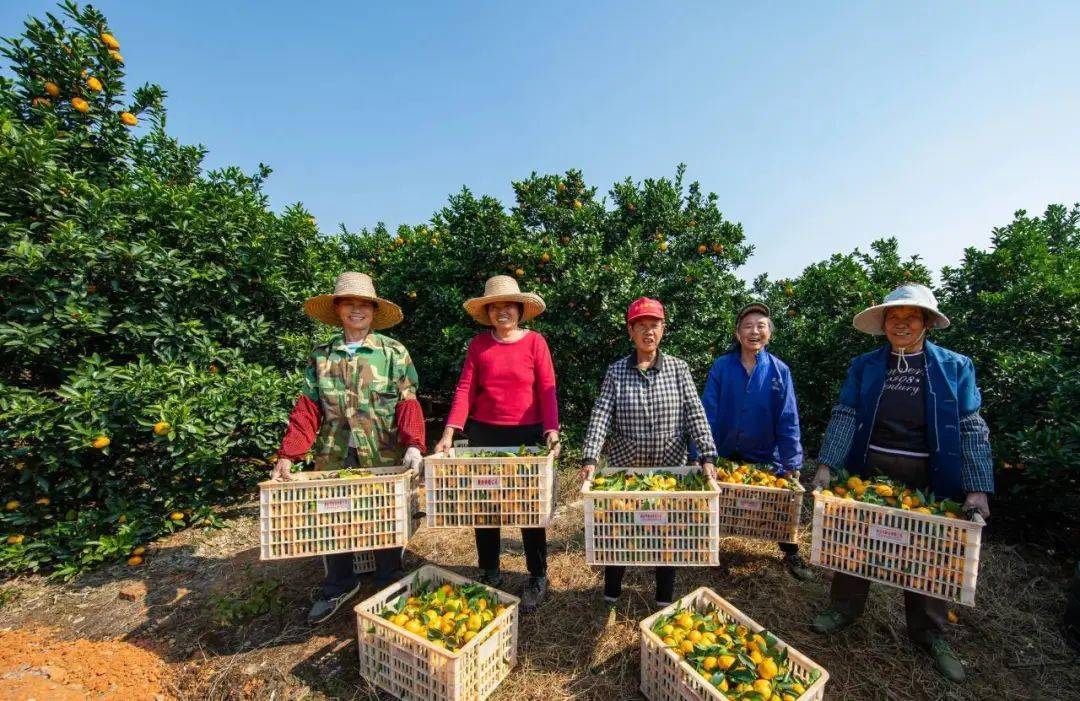 蜜桔》作者:杜建群《蜜桔成熟喜丰收》优秀奖(20名)▲《精挑细选》