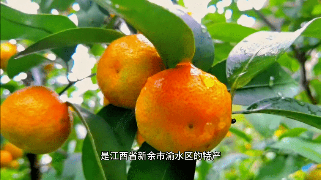 天工新余 桔香天下 | 2023新余蜜桔文化节影像大赛获奖作品揭晓