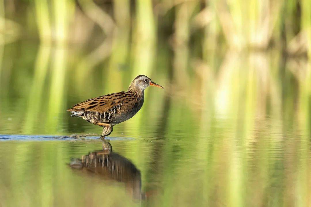 福州鸟儿蹁跹,有他们在守望_福建省_肖炳祥_鸟类