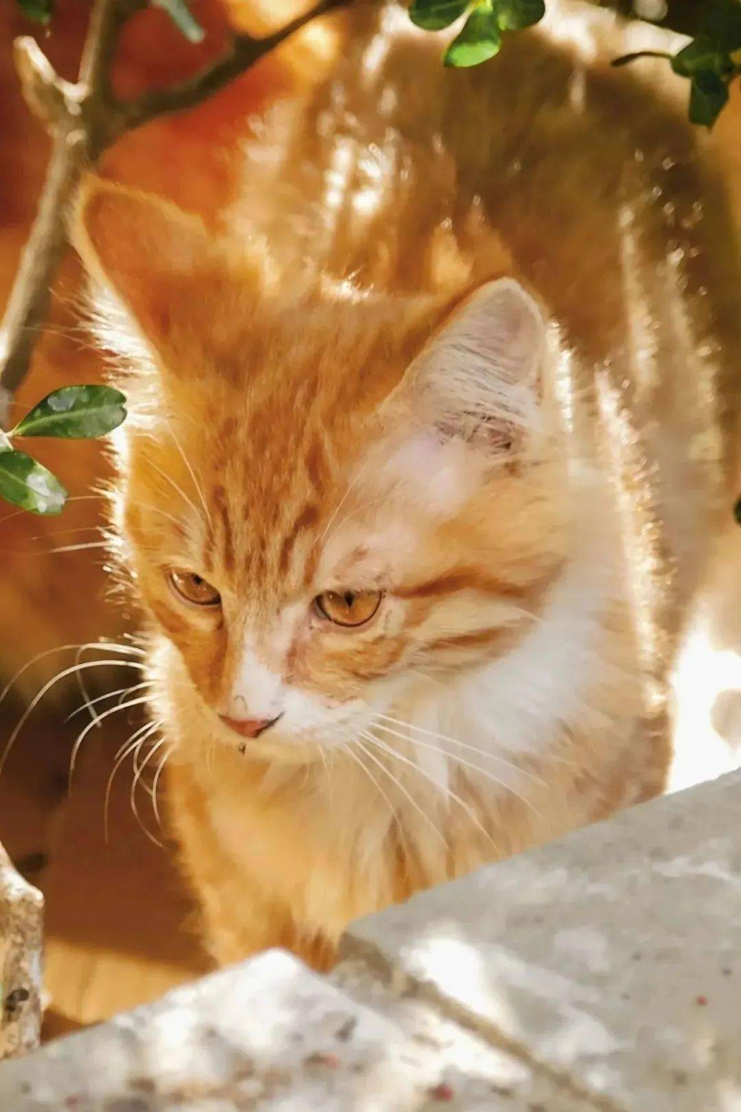 变成一片叶,落入贸大的秋_秋叶_党委宣传部_人间