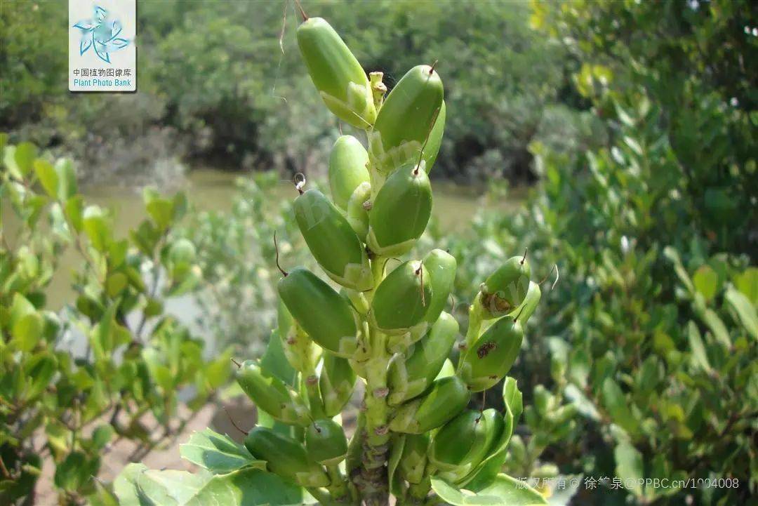 这些"可可爱爱"的红树林植物名字,你听过几个?_蜡烛_老鼠_图片
