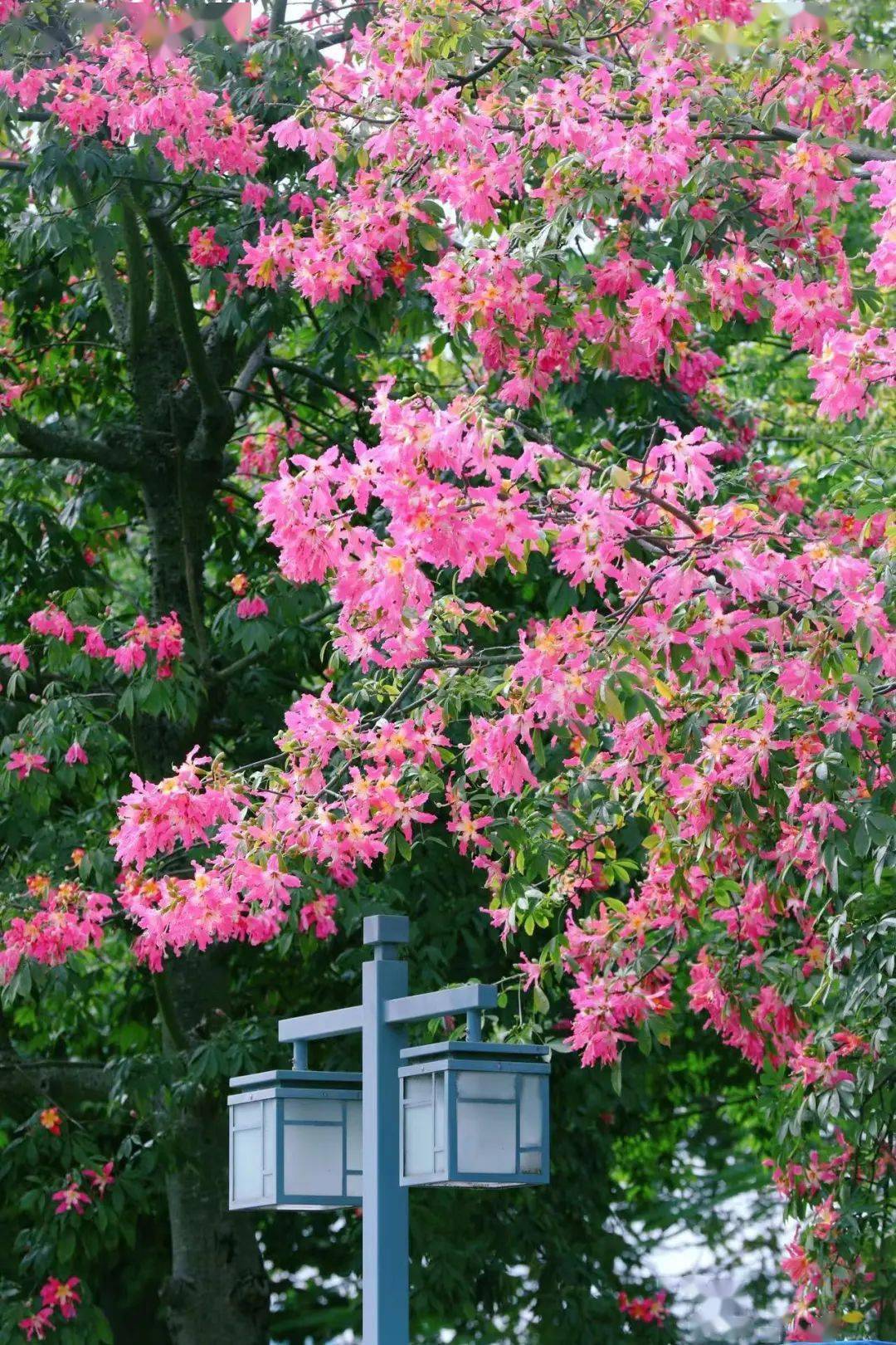 大良这片粉色花海很美!_顺峰山公园_木棉_风景