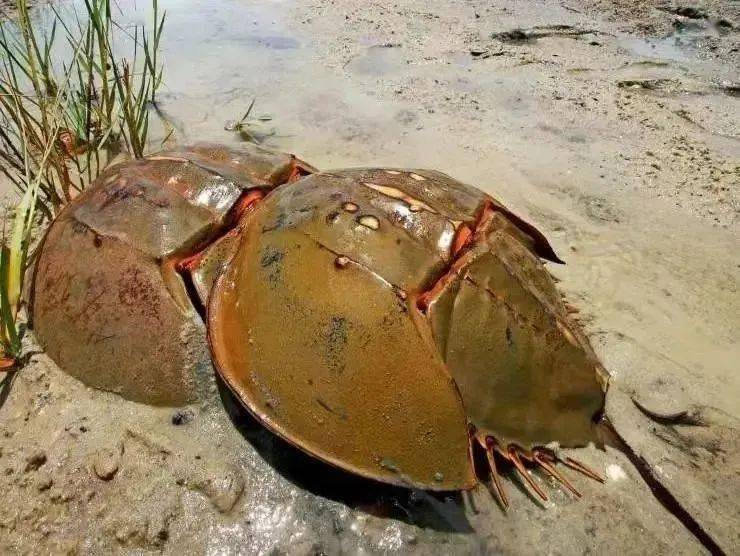 【探秘海洋】海洋中的"活化石"——鲎_头胸部_文章_复眼