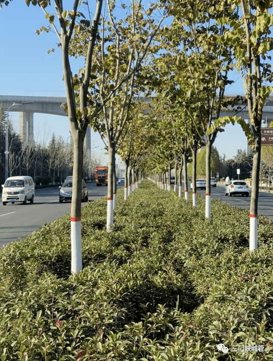 仰韶大道完成冬季树木涂白工作_养护_园林_进行