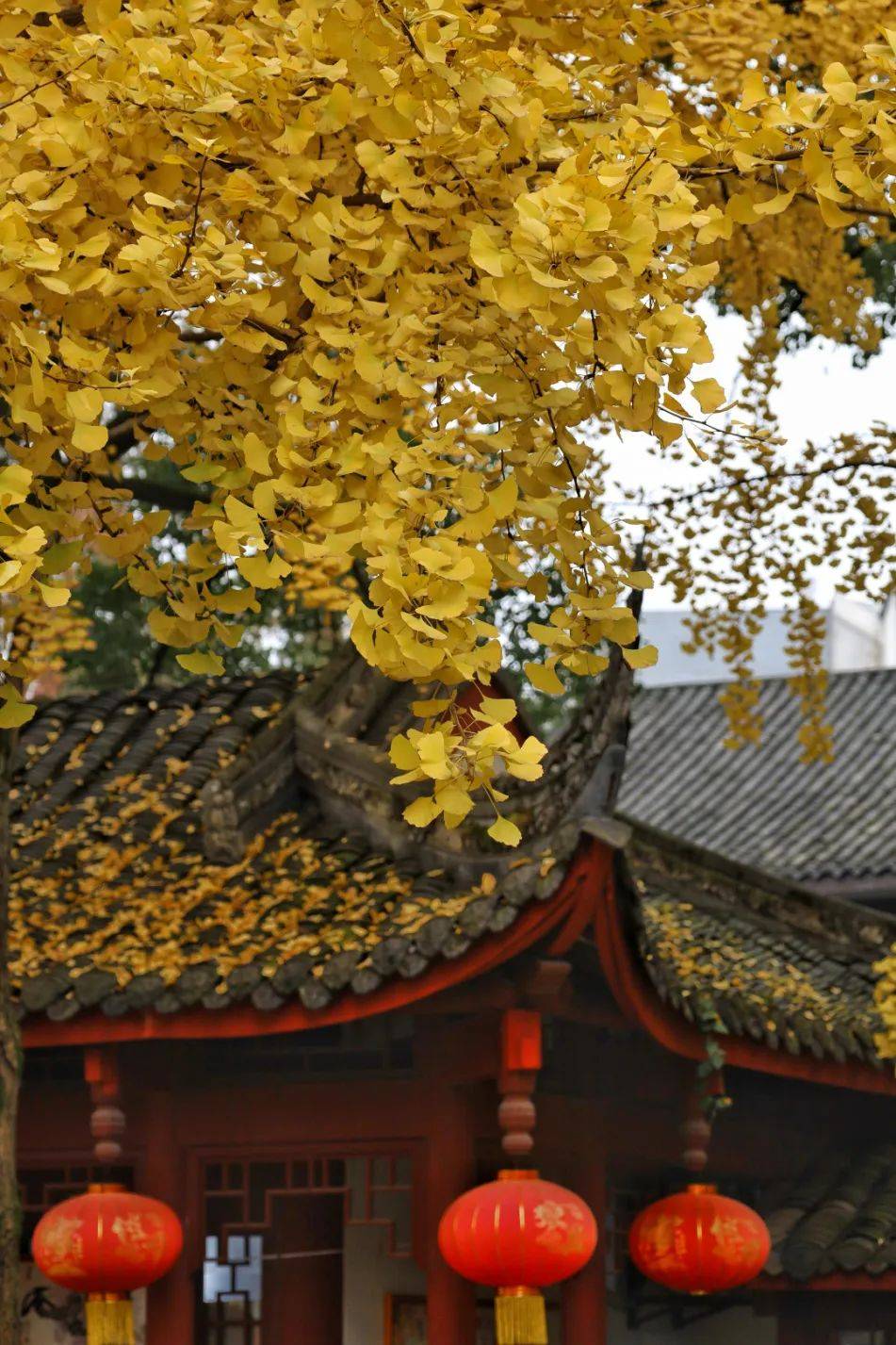 2023成都银杏观叶指数发布!快收藏这些打卡点_叶绿素_城市_叶片