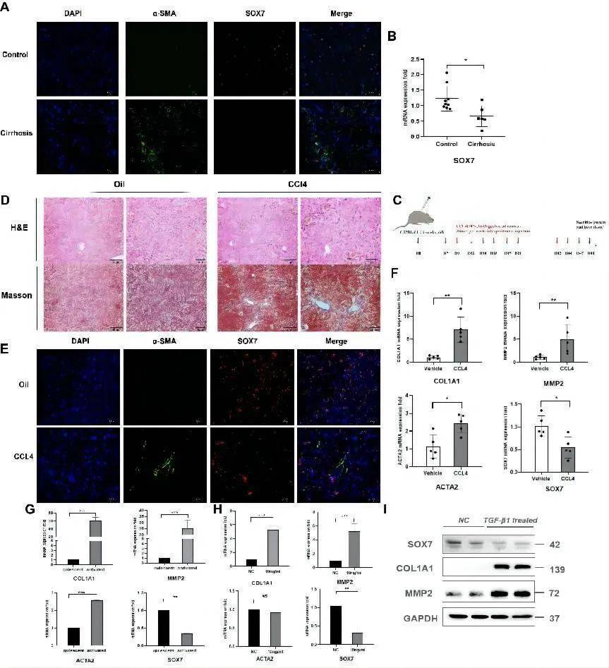 aasld專訪丨牛俊奇教授,高沿航教授:團隊12項研究成果亮相美肝會,乙肝