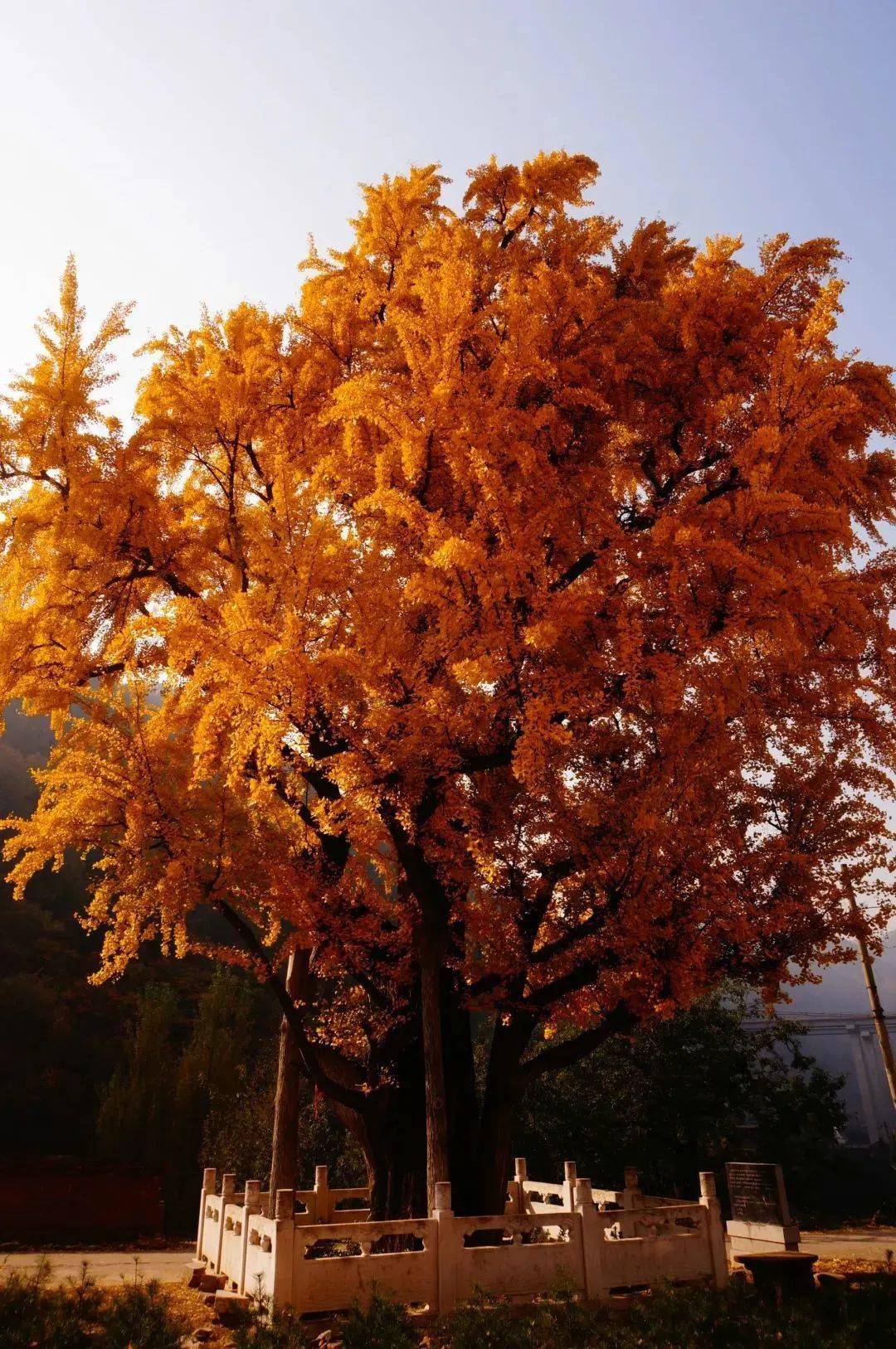 辋川王维银杏树图片