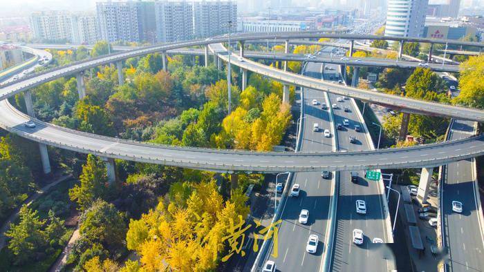 "植物园"里的城市立交桥,车辆如在森林中穿行_法桐_银杏_王锋