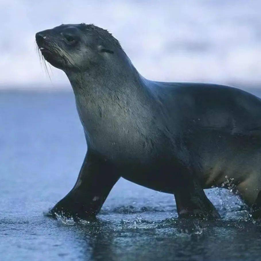 机灵可爱的海狗首次亮相海岛他会给大家 "挥手"致意还能做出各种高