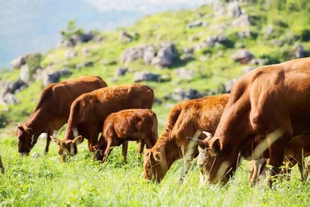 "冠军牛"养成记_关岭_养殖_饲草