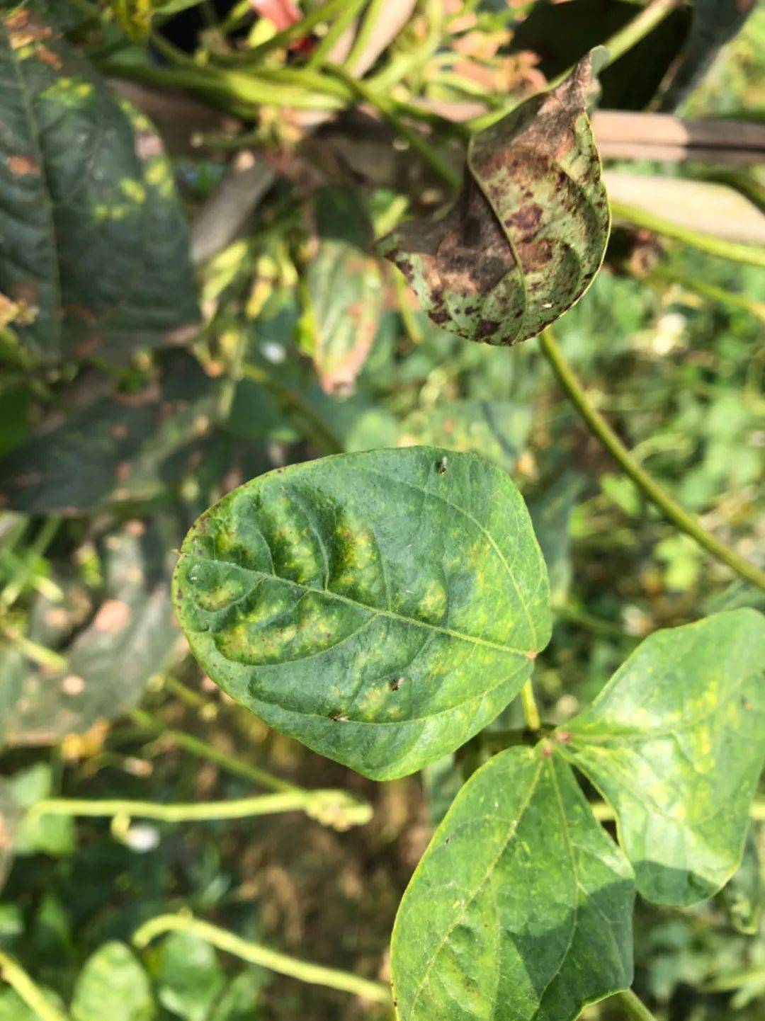蔬鲜溢彩 — 蔬菜作物病虫害痛点论坛即将举行_种植_害虫_真菌