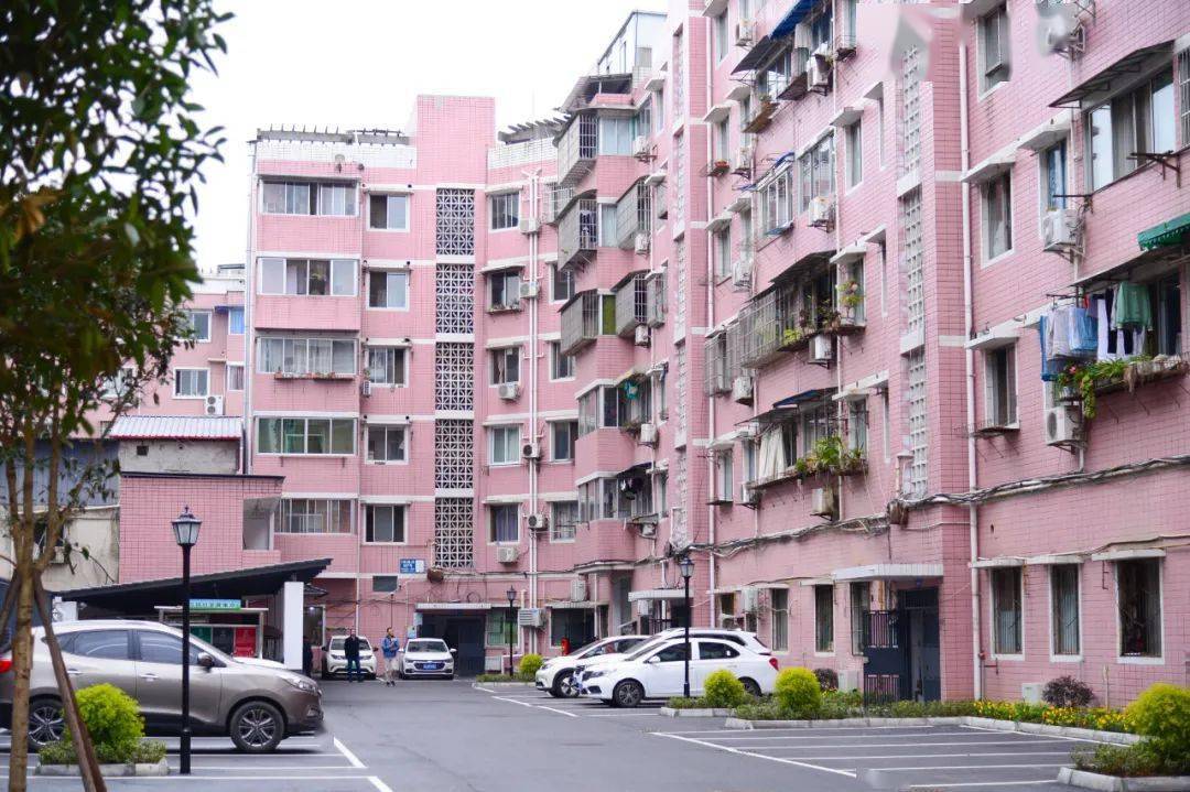 11月16日,改造后面貌焕然一新的赵镇街道金穗花园小区花坛内绿意盎然