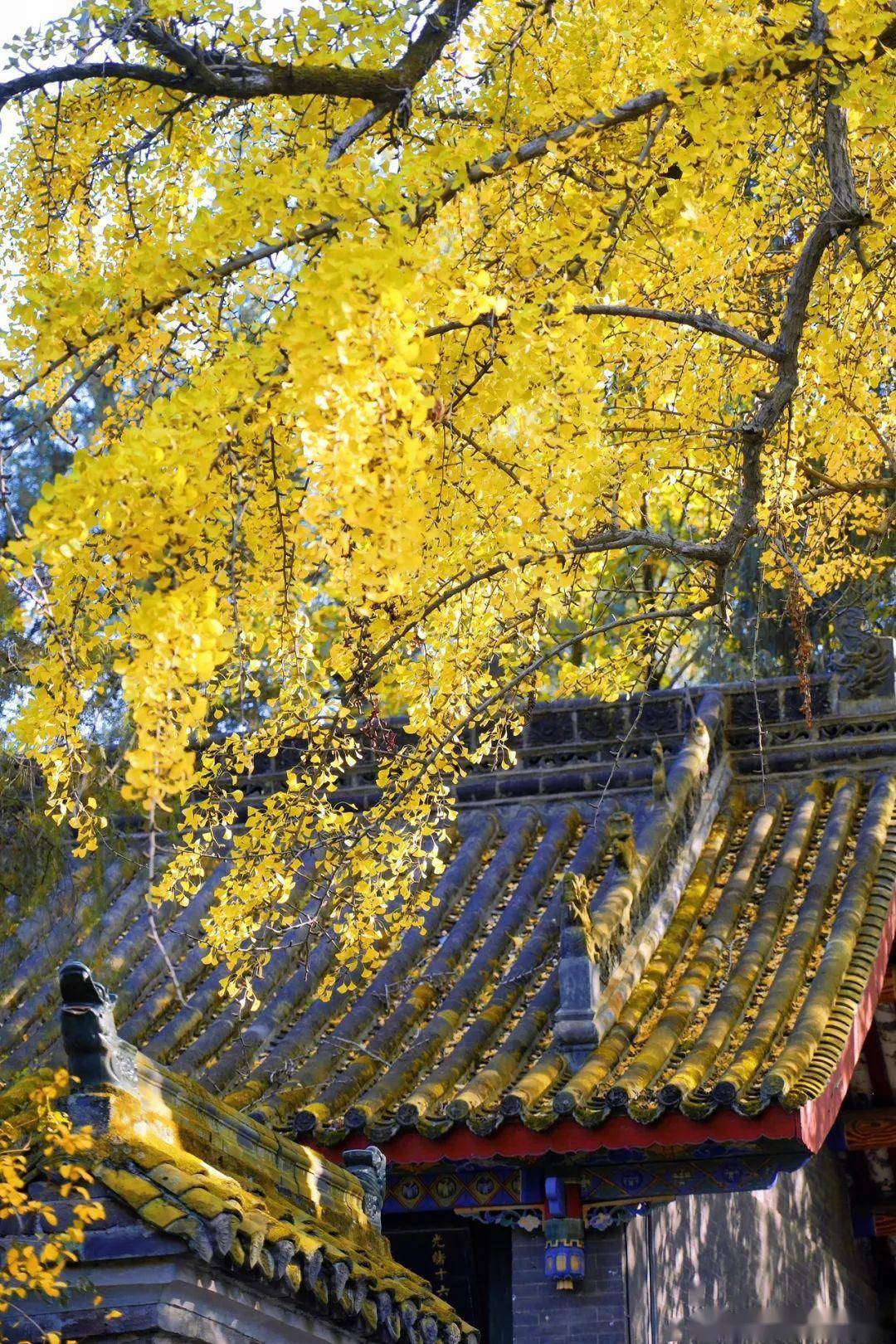 来汉中这里感受别样温暖!_勉县_武侯祠_温泉