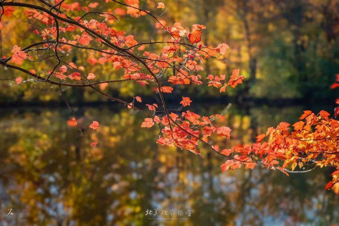 chen 陈虹渐变秋叶 摄影:王麓怡静 摄影:易虎影摄影:其乐蓉蓉秋意盎然