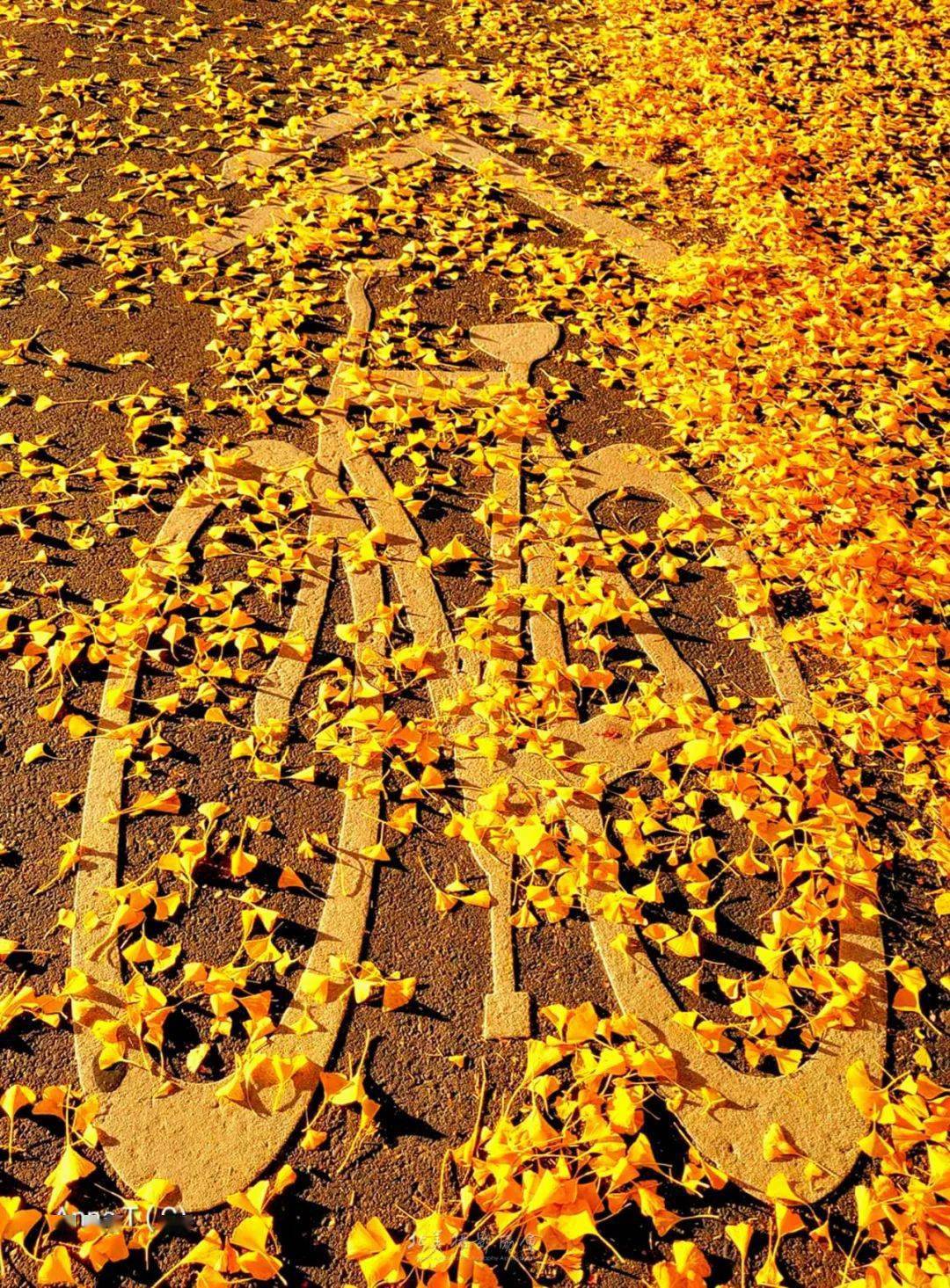 chen 陈虹渐变秋叶 摄影:王麓怡静 摄影:易虎影摄影:其乐蓉蓉秋意盎然