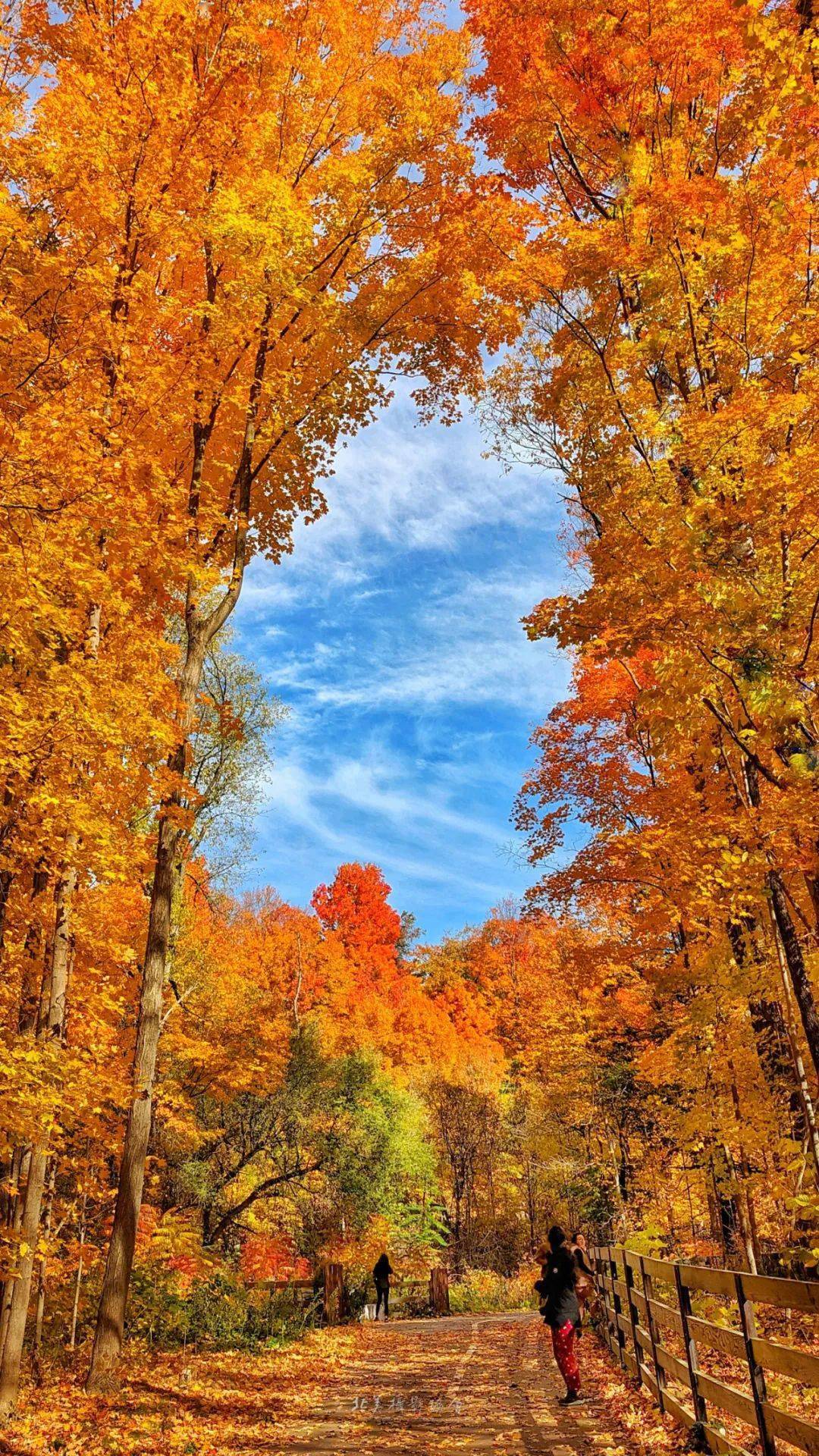 茉莉一树情 摄影:石径秋色 摄影:叶国祯(加拿大)绽放 摄影:冯小波the