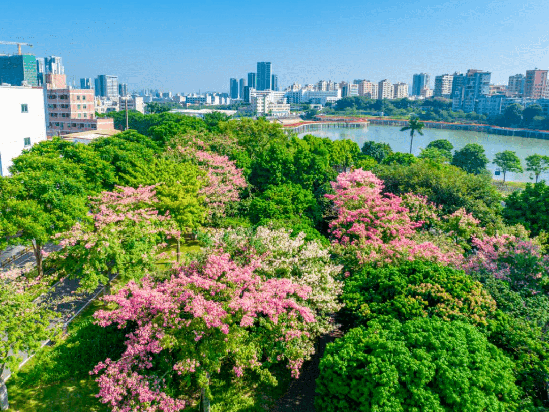 光明秋冬限定浪漫_木棉_粉色_翠湖公园