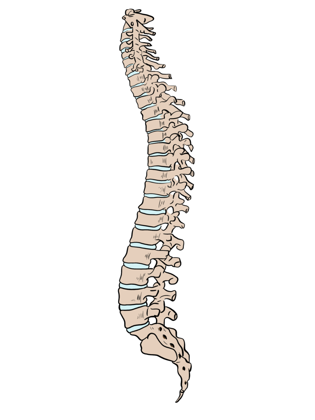 【健康茂县】爱"脊"护"脊",预防脊弯_脊柱_青少年_儿童
