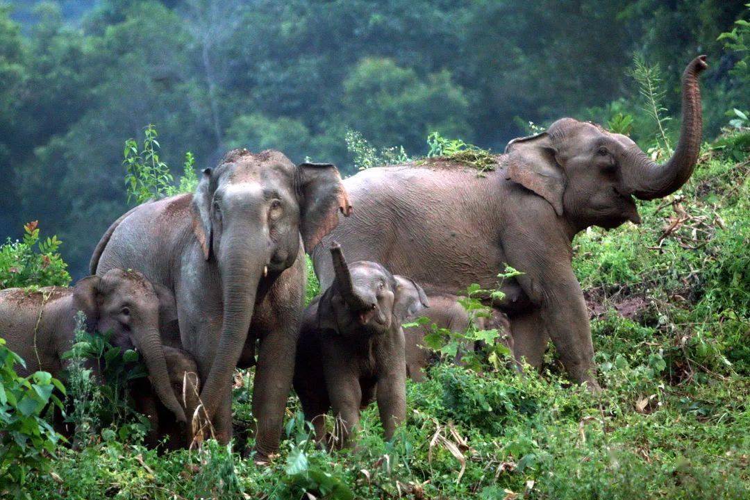 解锁西双版纳生态绿色生活密码_热带雨林_大象_世界