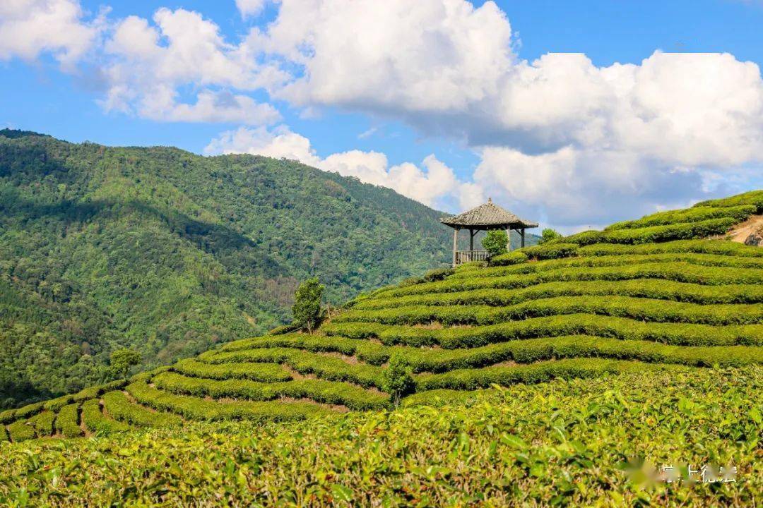 冬游芒市 | 真后悔没早点来体验芒市的茶山翠色!_茶园_风景_公众