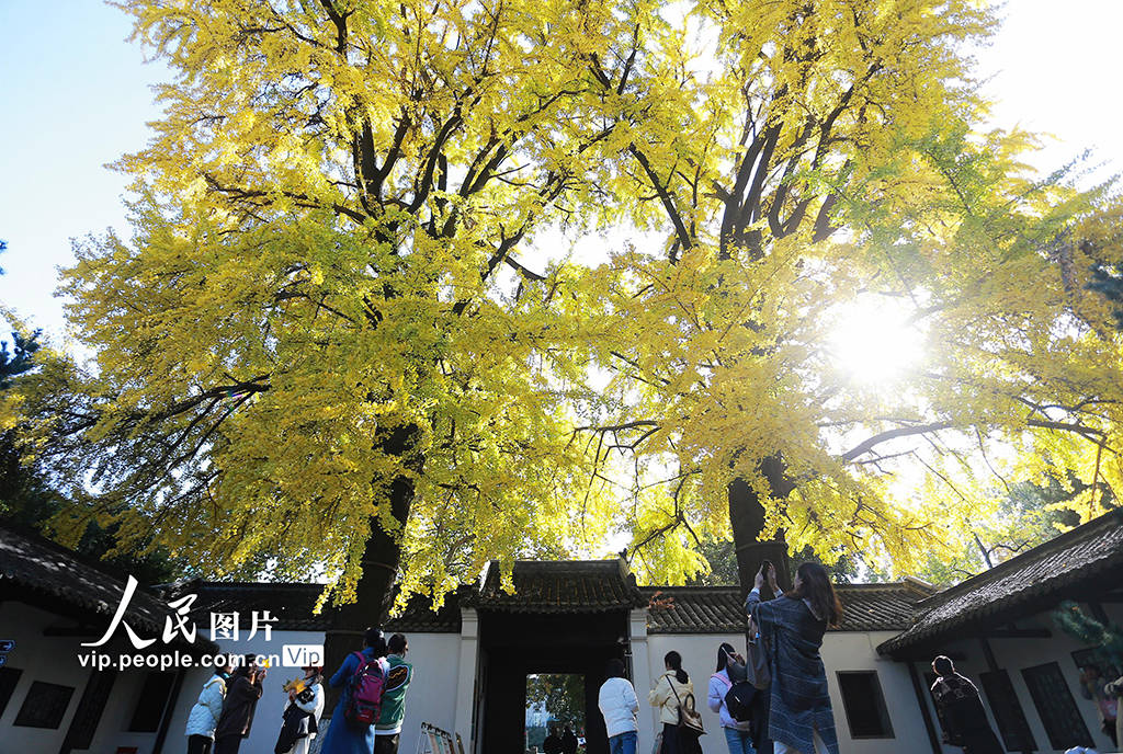 江蘇揚州:初冬銀杏美景引客來_休閒_圖片_頻道