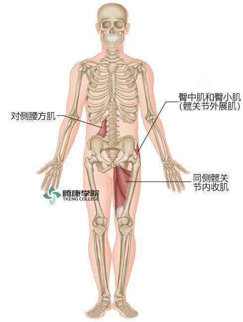 髂嵴疼怎么回事图片