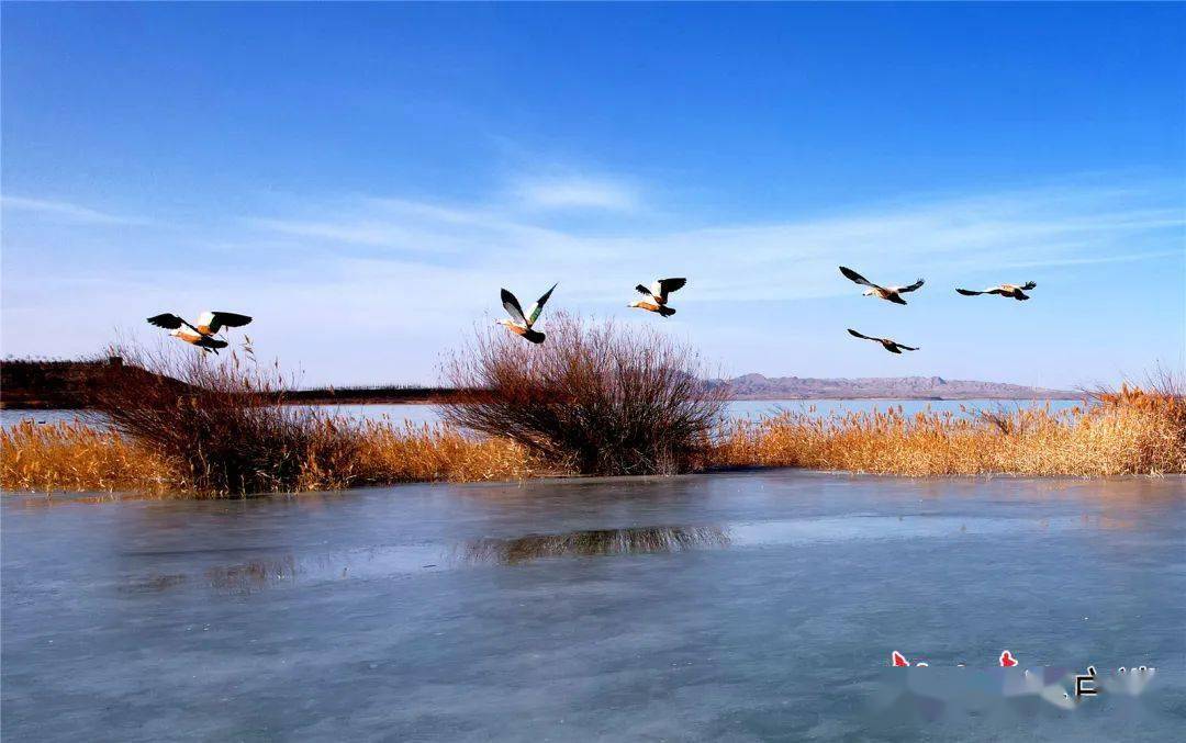 红崖山水库迎来大批越冬候鸟_甘肃省_金奉乾_日报