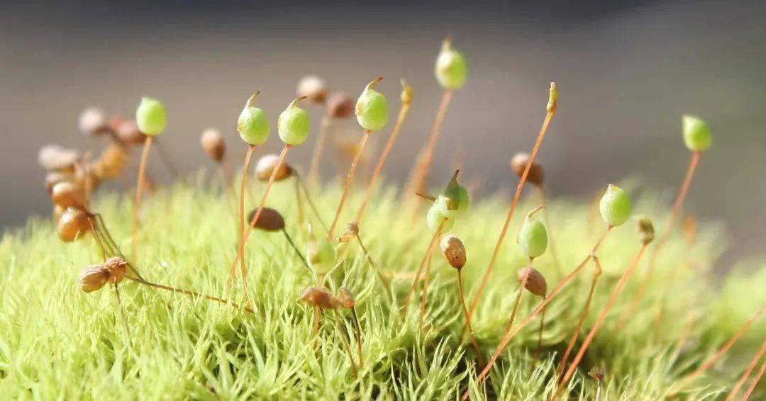 苔藓植物图片假根图片