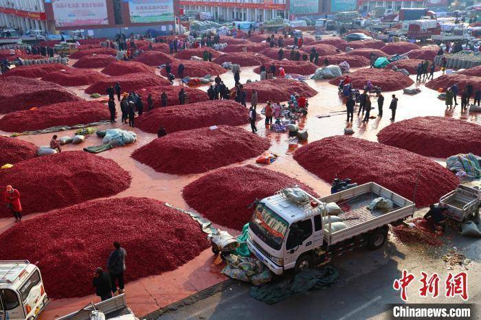 河南柘城:小辣椒抢"鲜"机 开启交易旺季_张超_产业链_杨彦