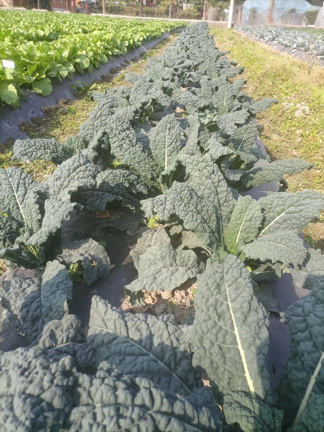 邹学校院士,徐家炳研究员,梁训义研究员等国家级育种专家为高级技术