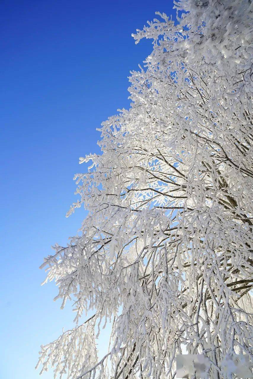 冬的浪漫与雅趣都藏在这些风雪里