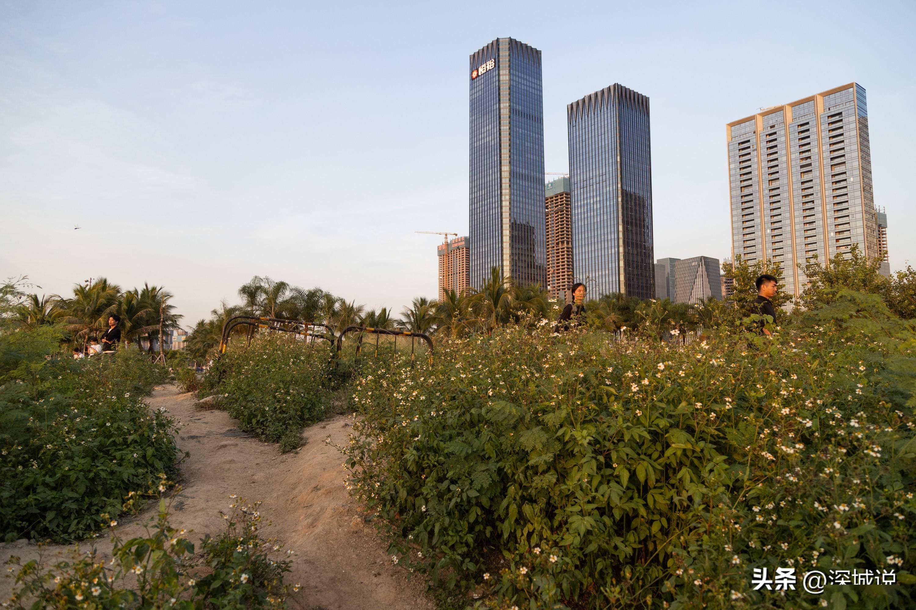 前海演艺公园是个看夕阳的好地方,不少婚纱照在这里取景