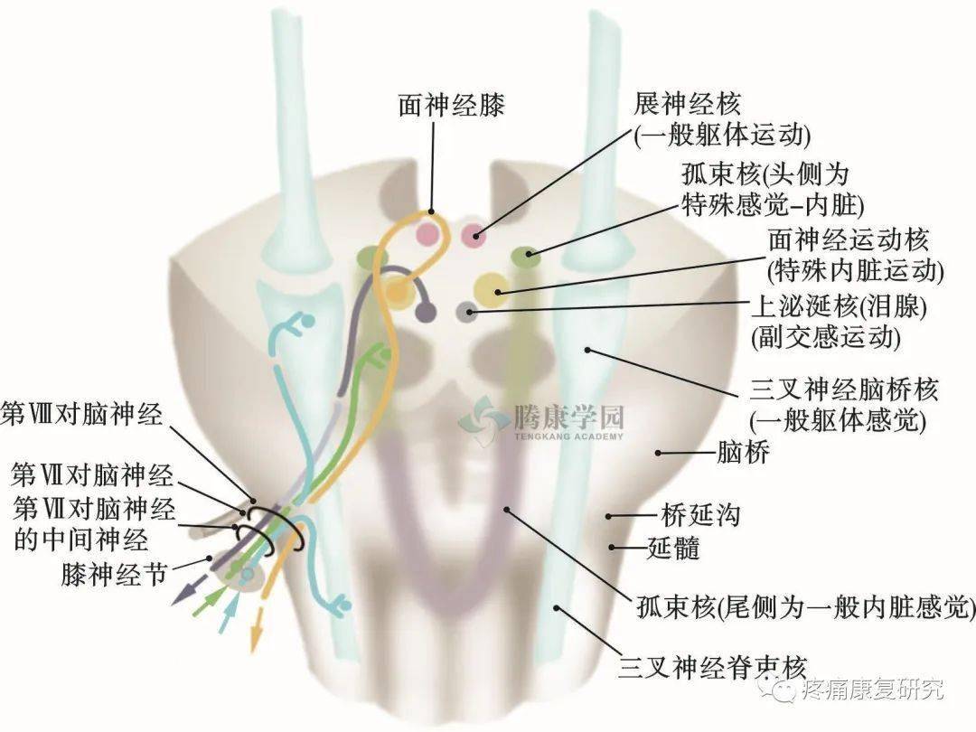 面神经走向解剖图图片