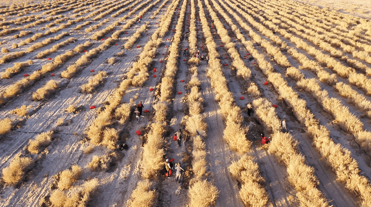 和田市:播下四翅滨藜"致富"种结出沙漠"人参"果_种植_产业_发展