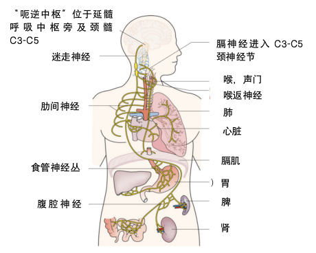 膈神经走行图谱图片